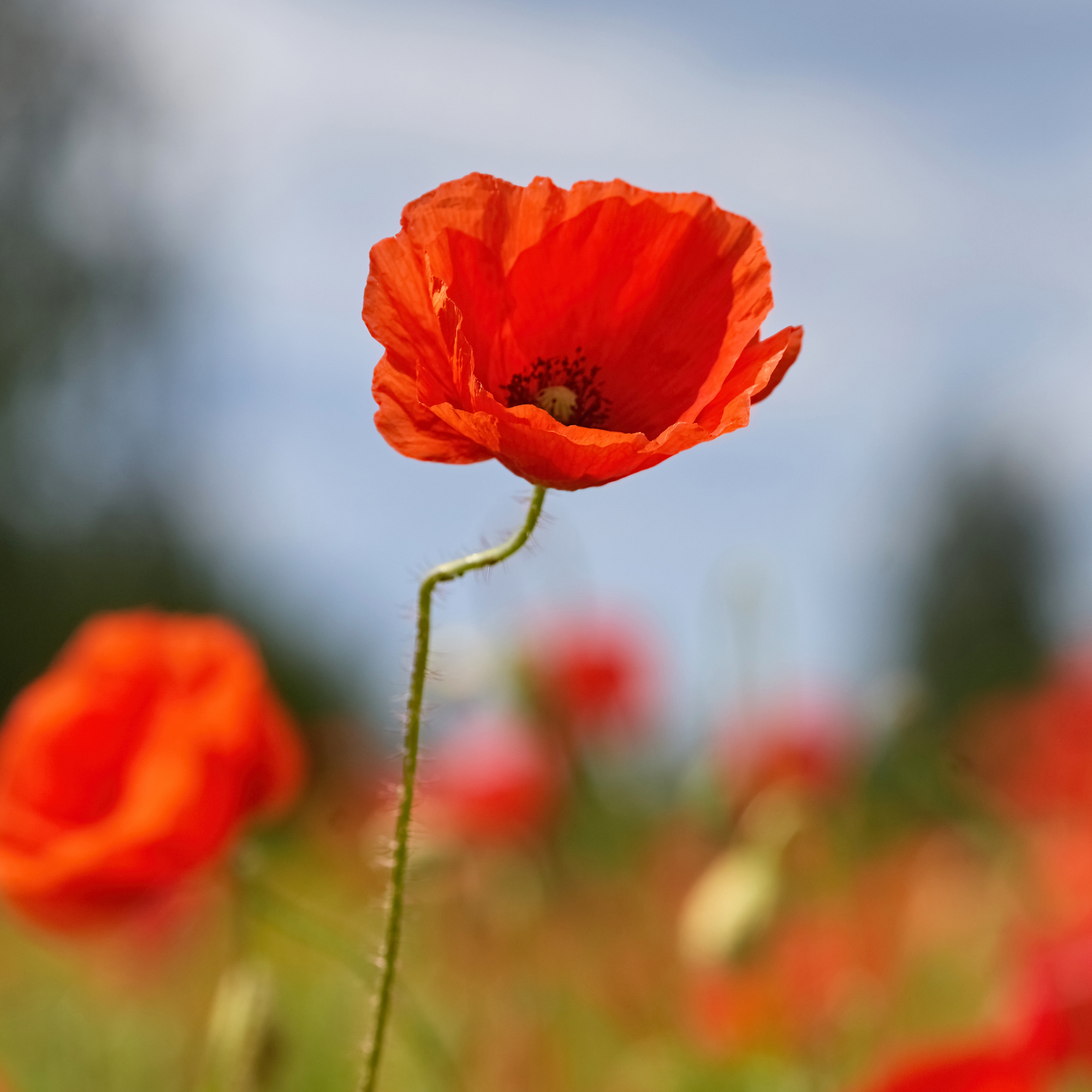 Anzac Day opening hours